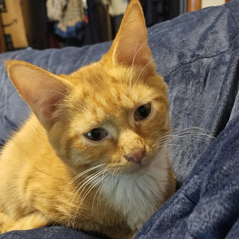 Garfield thumbnail 2