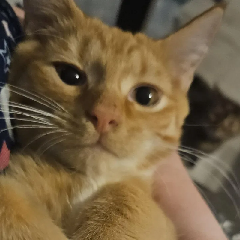 Garfield thumbnail 3