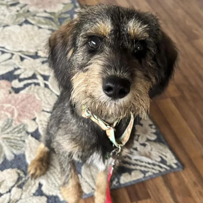 An adult small-sized male Wirehaired Terrier dog named Daniel for adoption in Toledo, OH