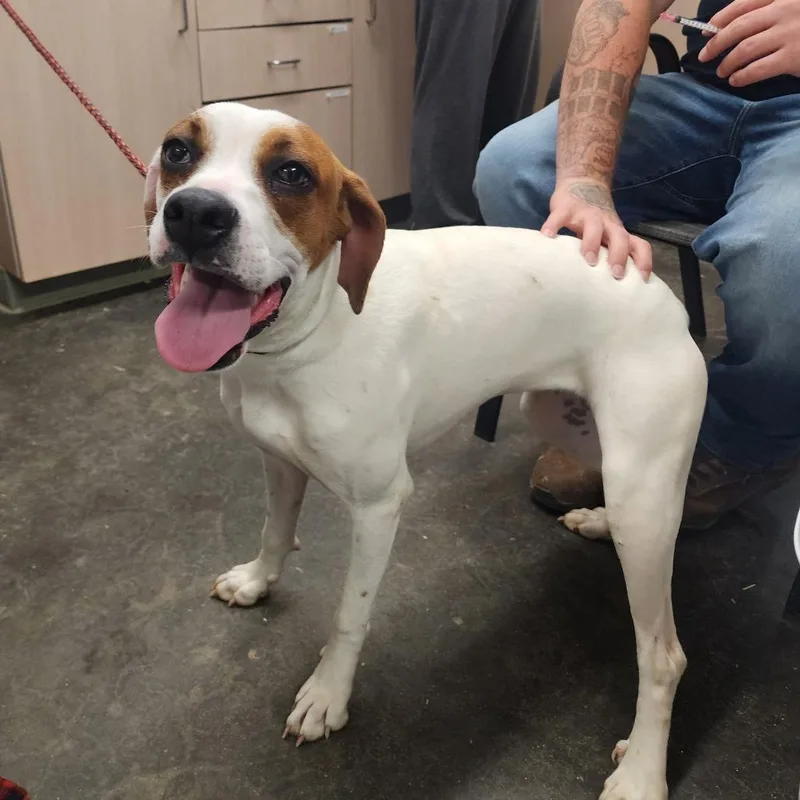 A young medium-sized female White / Cream Hound dog named Dee Dee for adoption in Evensville, TN