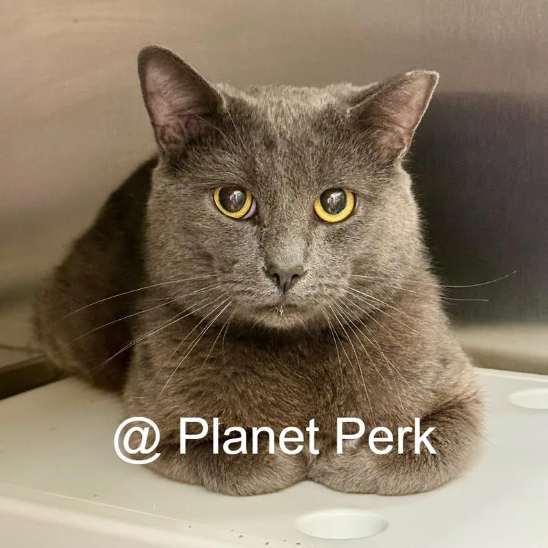 An adult medium-sized male Gray / Blue / Silver Domestic Short Hair cat named Chauncey for adoption in Oshkosh, WI