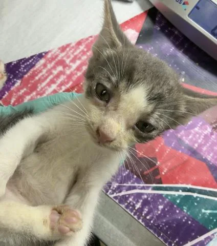 A baby small-sized male Domestic Short Hair cat named Tree for adoption in Riverside, CA
