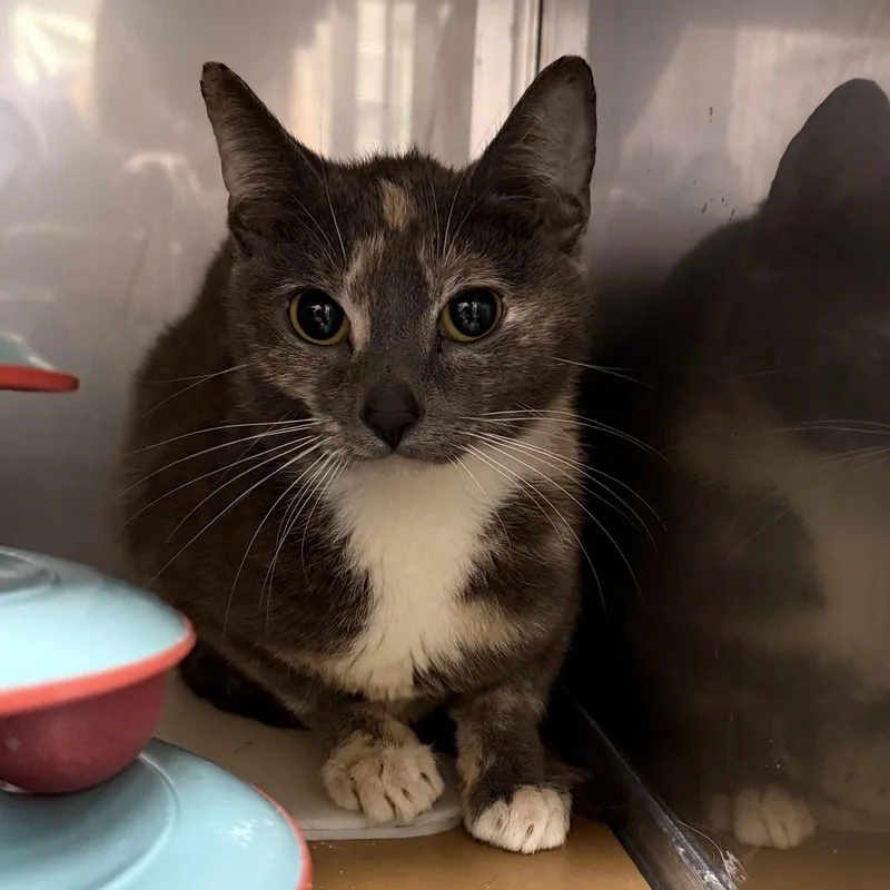 A young large-sized female Domestic Short Hair cat named Daisy for adoption in Oakland, CA