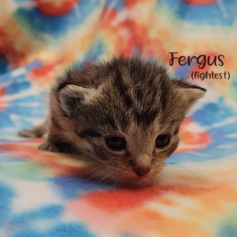 A baby small-sized female Brown / Chocolate Domestic Short Hair cat named Fergus for adoption in Parkersburg, WV