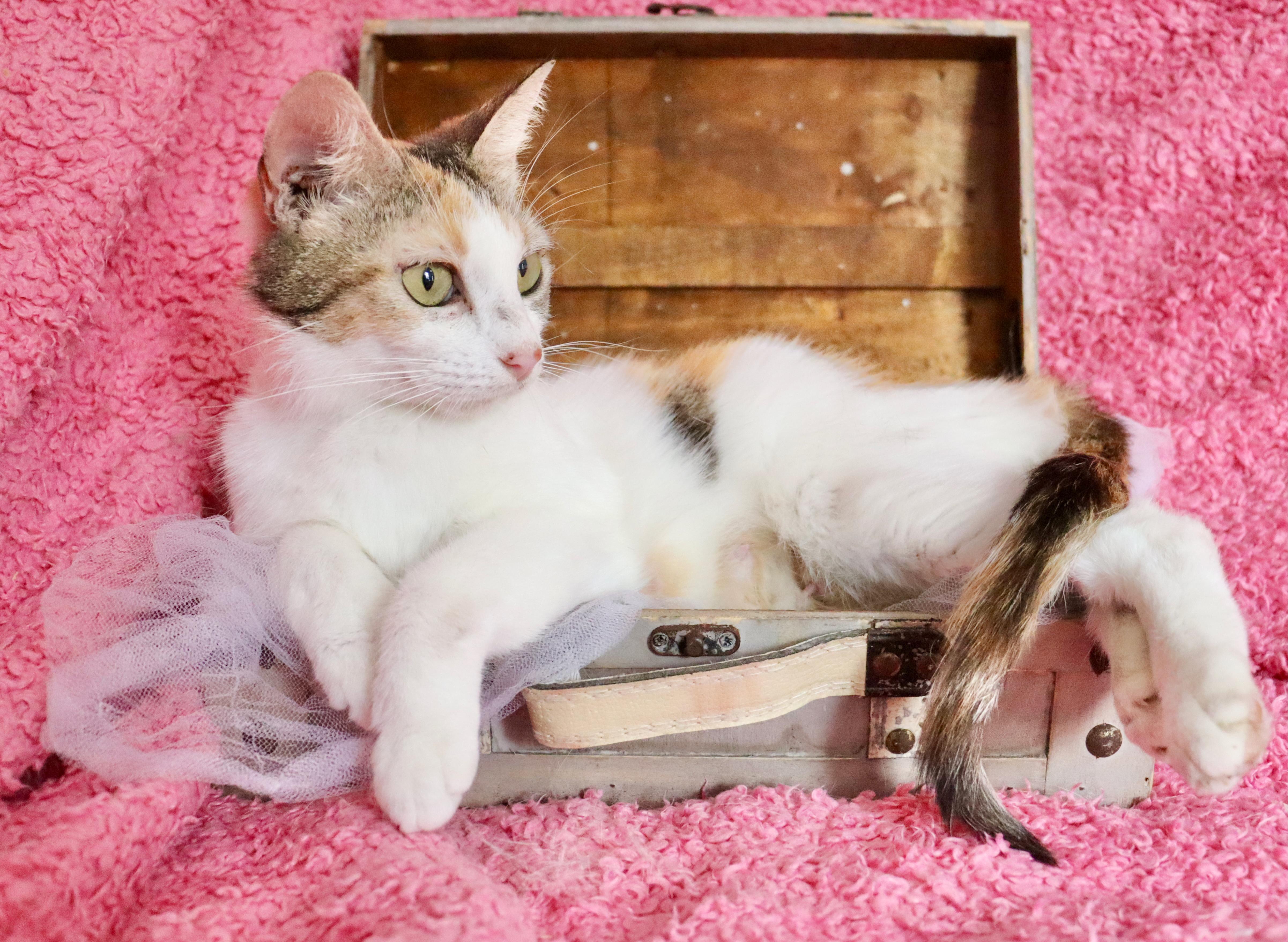 A young medium-sized female Calico cat named Summer for adoption in Saint Augustine, FL