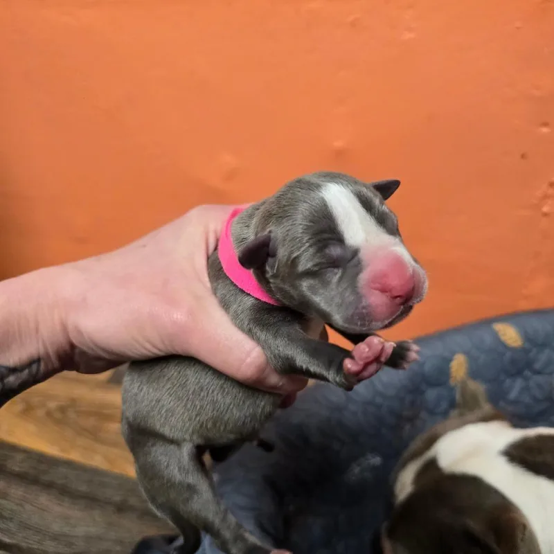 Lily Fair thumbnail 2