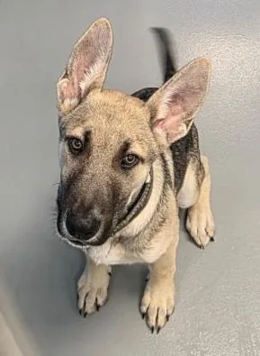 A baby medium-sized male Shepherd dog named Keanuchase for adoption in Hartsville, SC