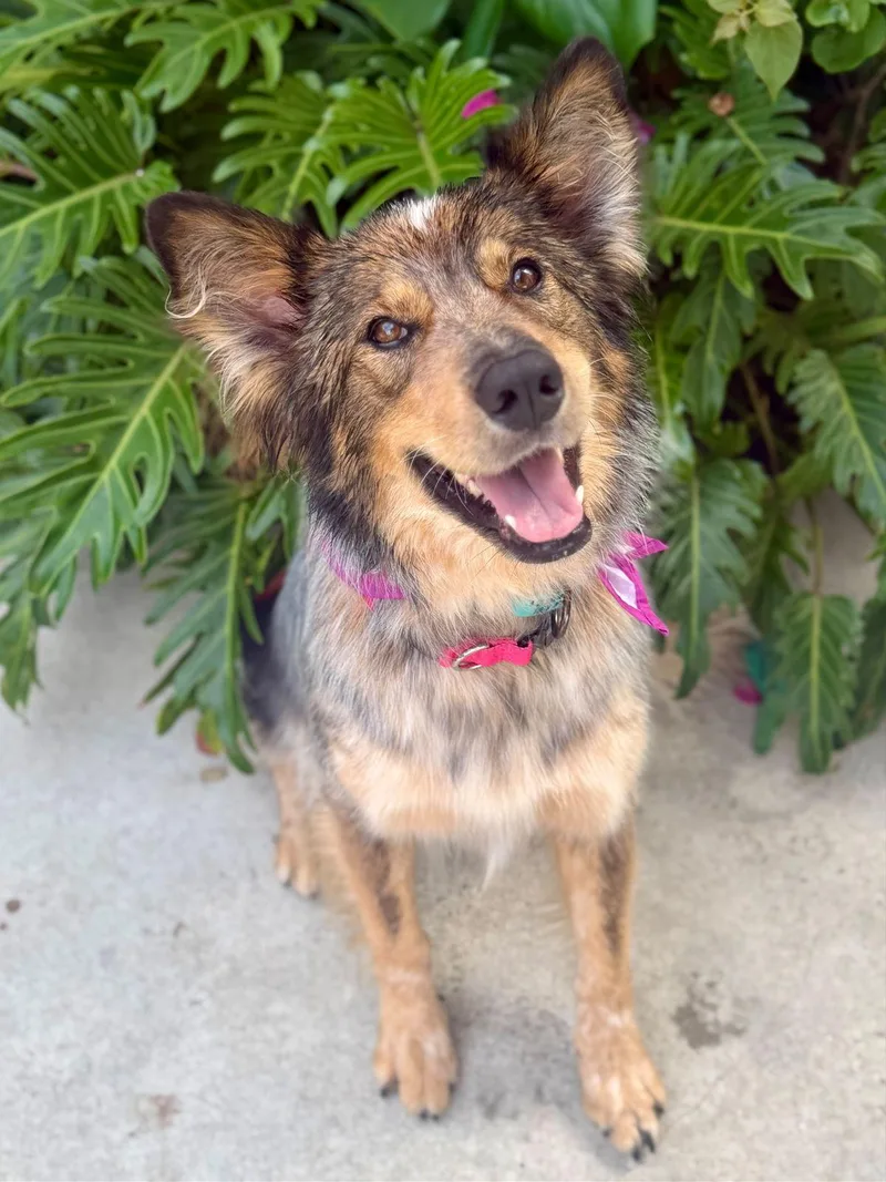 A young medium-sized female Yellow / Tan / Blond / Fawn Border Collie dog named Hazel for adoption in Los Angeles, CA