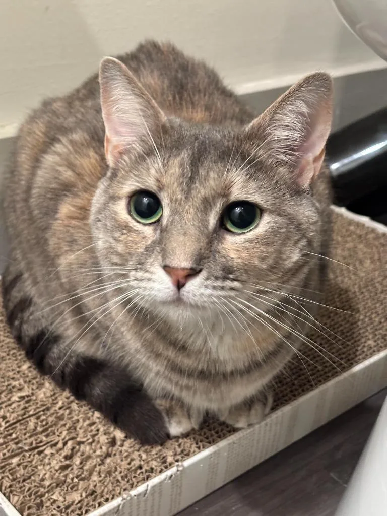 A young medium-sized female Domestic Short Hair cat named Sylvee for adoption in Raleigh, NC