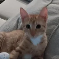 A baby small-sized male Orange & White Domestic Short Hair cat named Rowdy for adoption in Liverpool, TX