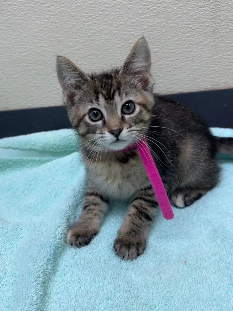 A baby small-sized female Domestic Medium Hair cat named Bagel for adoption in Shorewood, IL