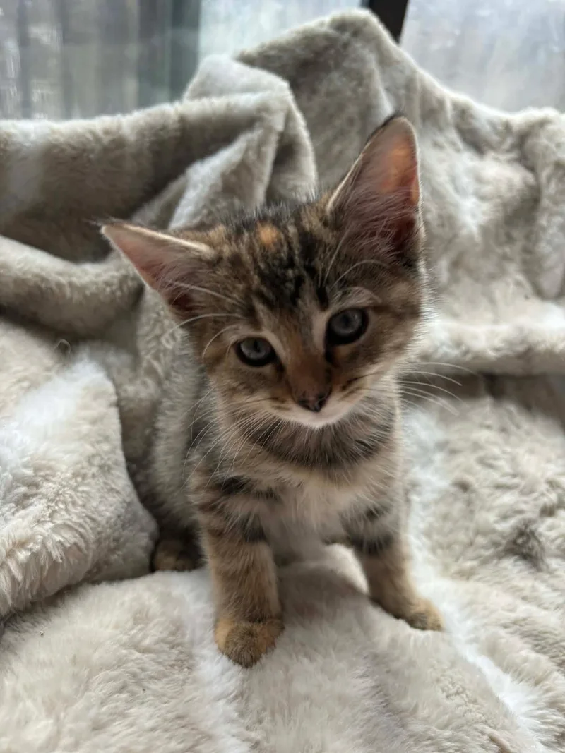 A baby small-sized female Domestic Short Hair cat named Peaches for adoption in Canton, CT