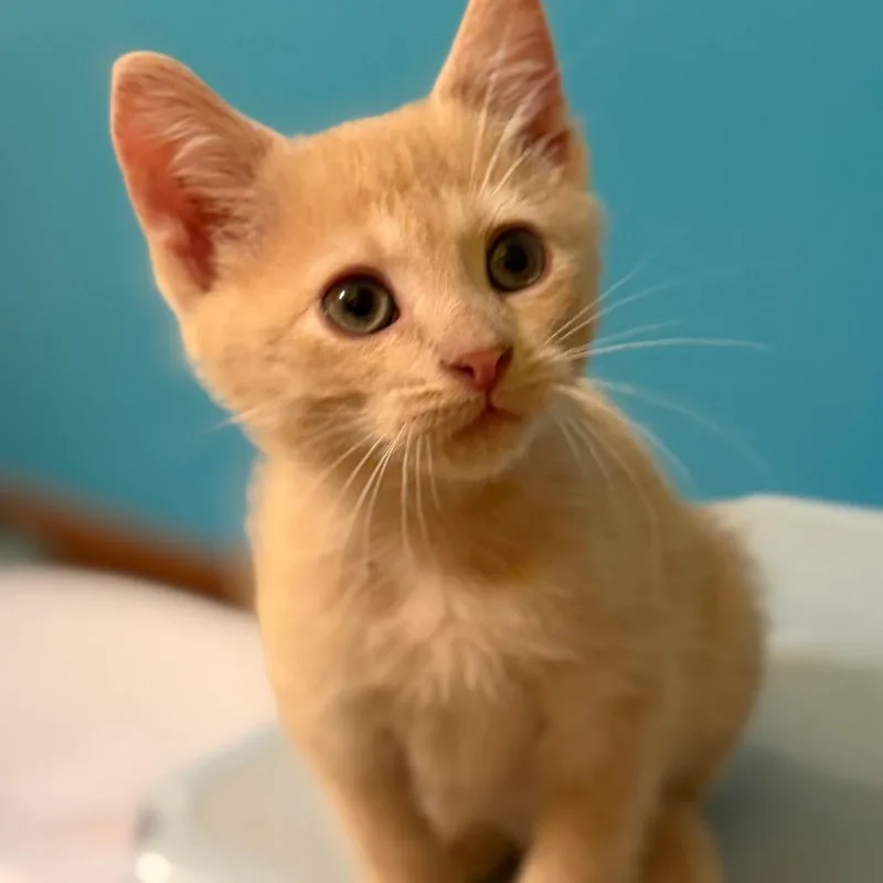 A baby small-sized female Buff / Tan / Fawn Domestic Short Hair cat named Aubrey for adoption in St Joseph, MO