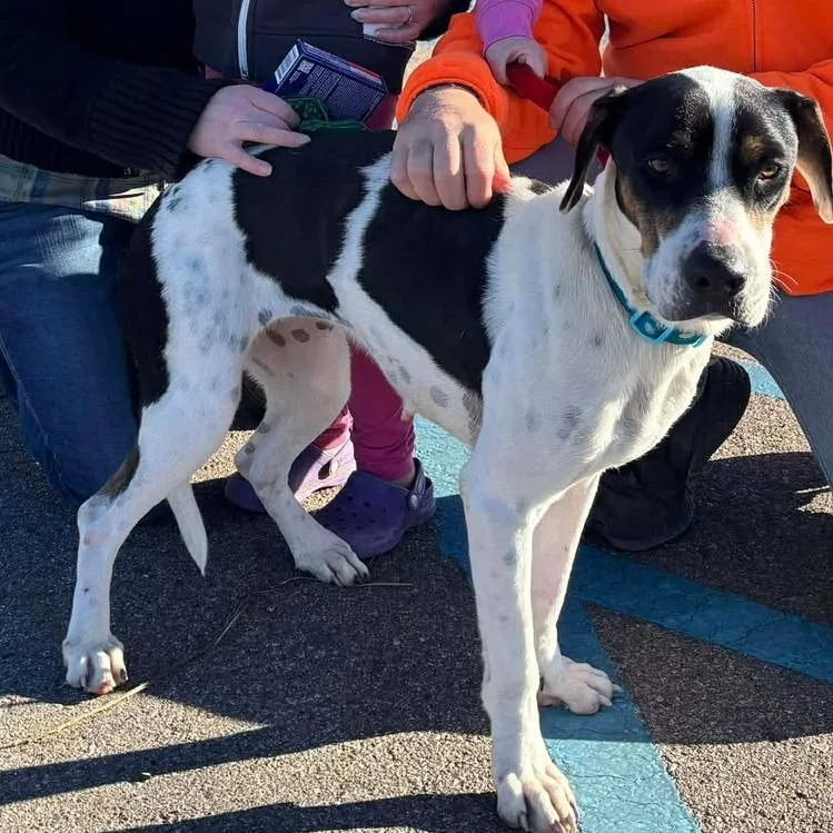 An adult medium-sized female Hound dog named Cybil for adoption in Nampa, ID