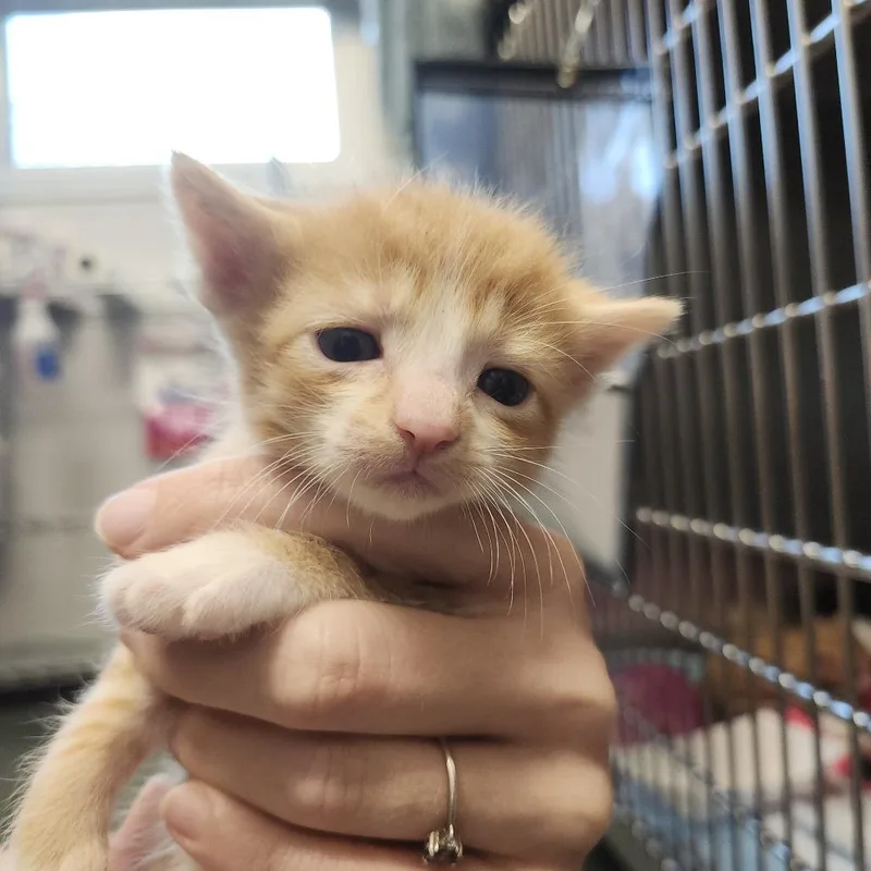 A baby small-sized male Orange / Red Domestic Short Hair cat named Markey for adoption in Clearwater, FL