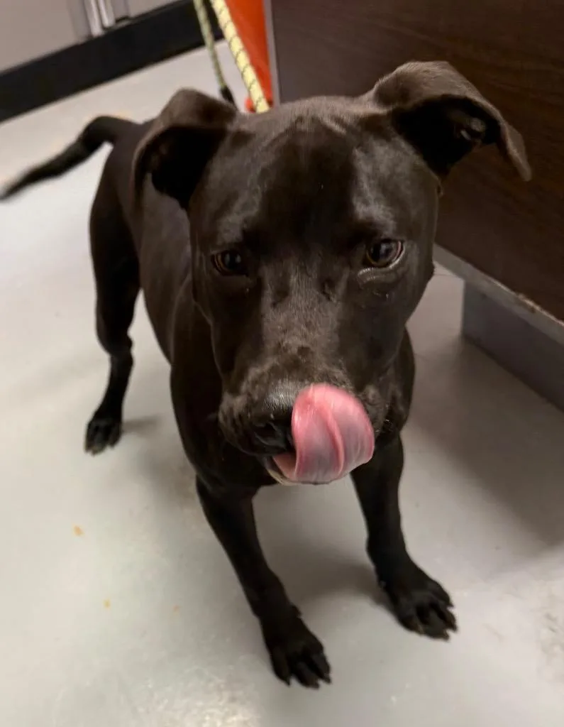 A baby medium-sized male Mixed Breed dog named Tux for adoption in Greencastle, IN