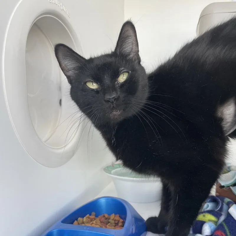 An adult medium-sized female Black Domestic Short Hair cat named Poppy for adoption in Warwick, RI