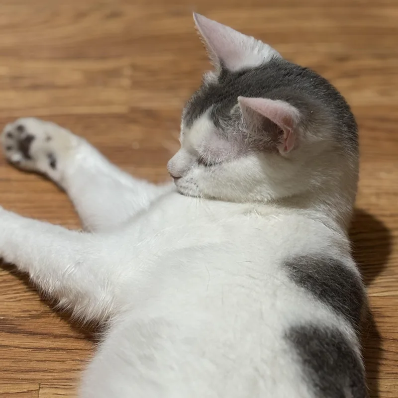 Snowboard thumbnail 2