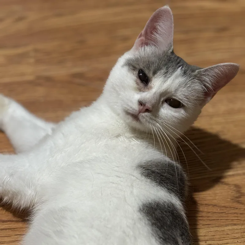 Snowboard thumbnail 3