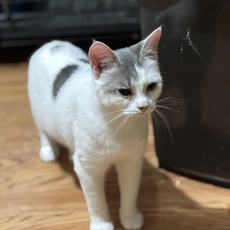 Snowboard thumbnail 4