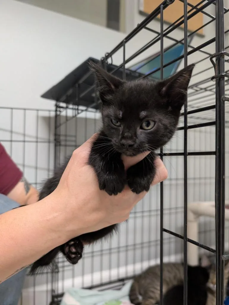 A baby medium-sized male Domestic Short Hair cat named Garrick for adoption in Fall River, MA