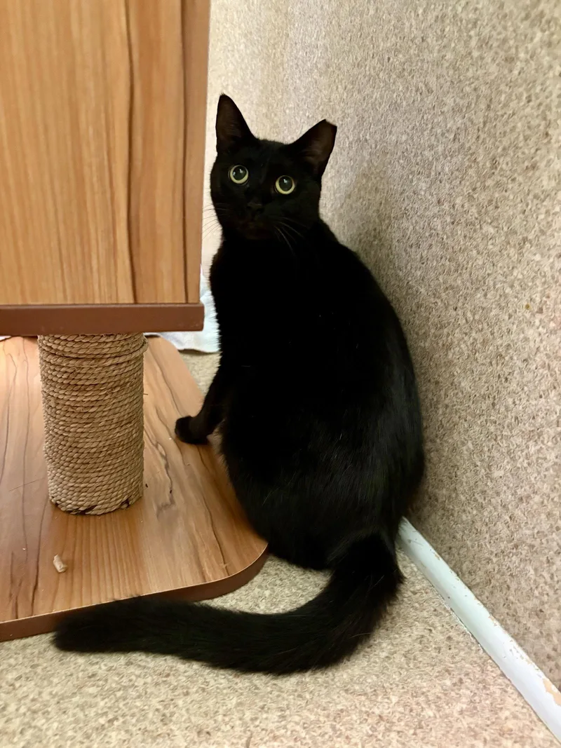An adult medium-sized female Domestic Short Hair cat named Violet for adoption in Mc Cormick, SC