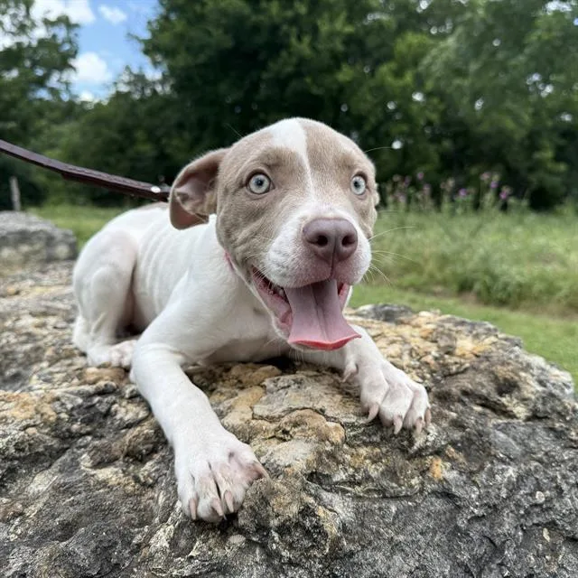 A baby small-sized female American Staffordshire Terrier dog named Daisy for adoption in San Antonio, TX
