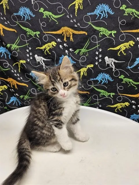 A baby small-sized female Domestic Short Hair cat named Luna for adoption in Riverside, CA