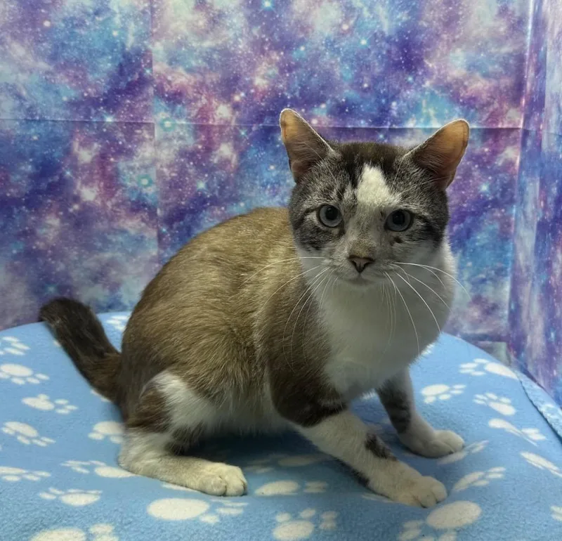A young large-sized male Siamese cat named Eddy for adoption in Washington Court House, OH