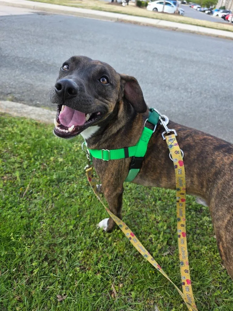 A young medium-sized male Beagle dog named Dax for adoption in Fort Mill, SC