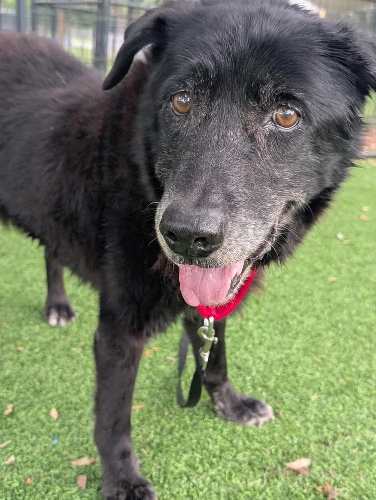 A senior medium-sized male Black Labrador Retriever dog named Ian for adoption in Lakeland, FL