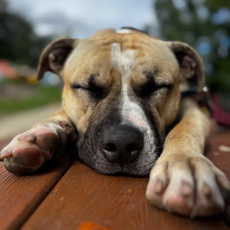 A young large-sized male Pit Bull Terrier dog named Sonny for adoption in Deerfield, IL