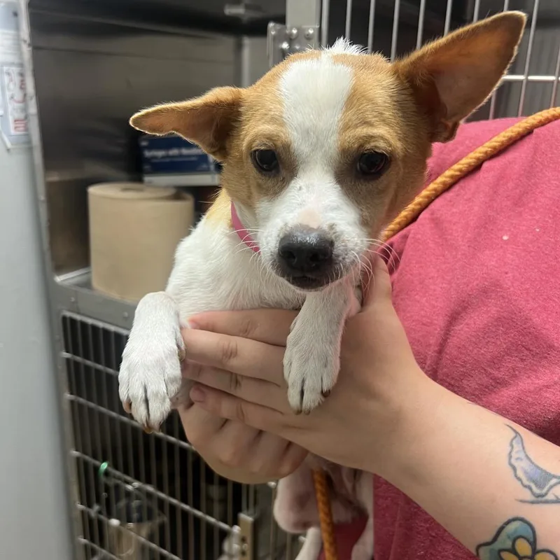 An adult small-sized female Yellow / Tan / Blond / Fawn Mixed Breed dog named Sadie for adoption in Chattanooga, TN