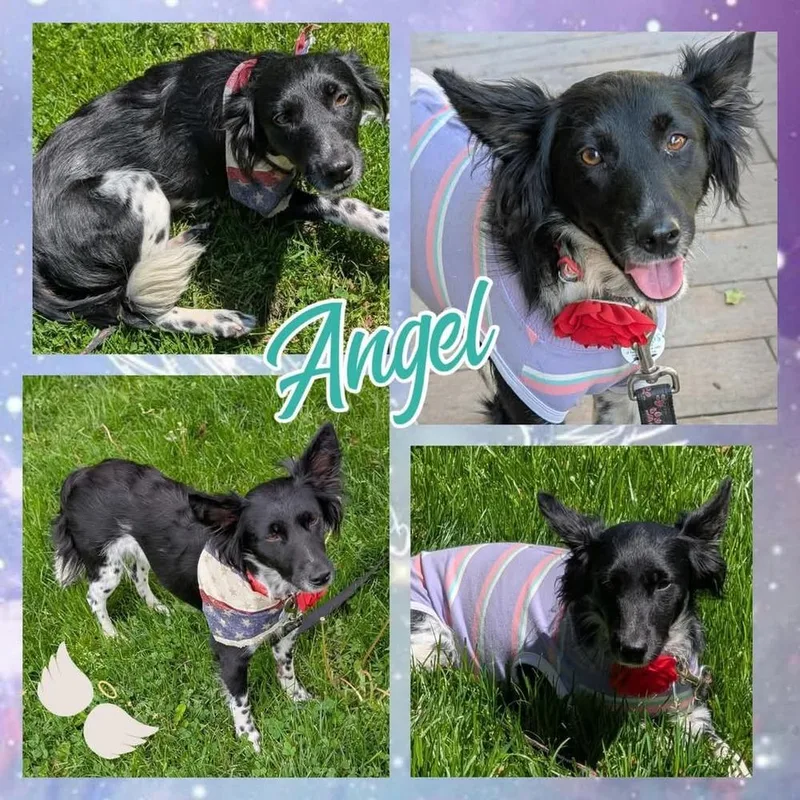 Angel thumbnail 5