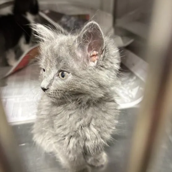 A baby small-sized female Domestic Short Hair cat named Jersey for adoption in Los Angeles, CA