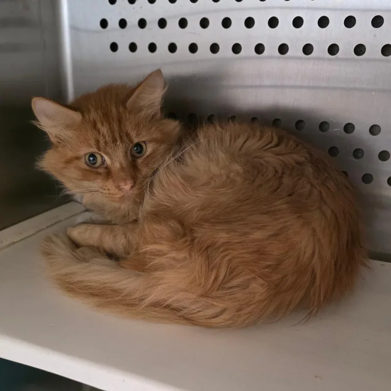 An adult medium-sized male Domestic Medium Hair cat named Tom Tom for adoption in Chatham, VA