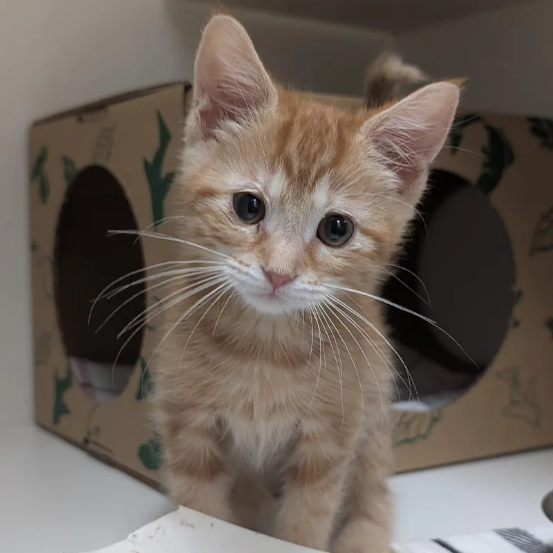 A baby small-sized female Orange / Red Domestic Short Hair cat named Gold for adoption in Reno, NV