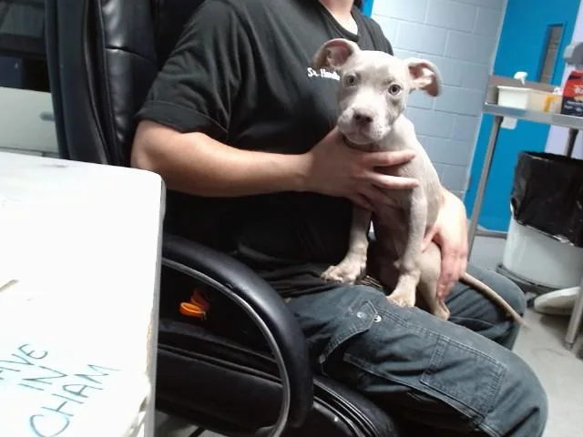 A baby small-sized male Pit Bull Terrier dog named Peanut for adoption in Albuquerque, NM