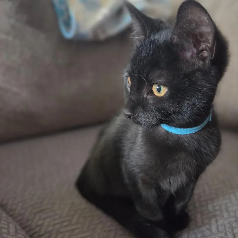 A baby small-sized male Black Domestic Short Hair cat named Vito for adoption in Ephrata, PA