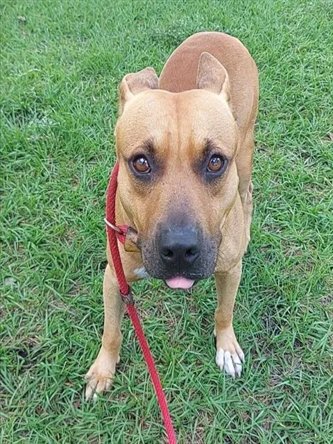 A young large-sized male American Staffordshire Terrier dog named Marley for adoption in Fort Lauderdale, FL