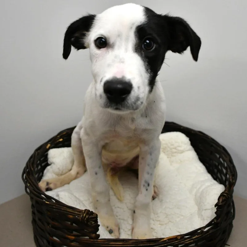 A baby small-sized male Black Labrador Retriever dog named Jersey Mike for adoption in Beaumont, TX