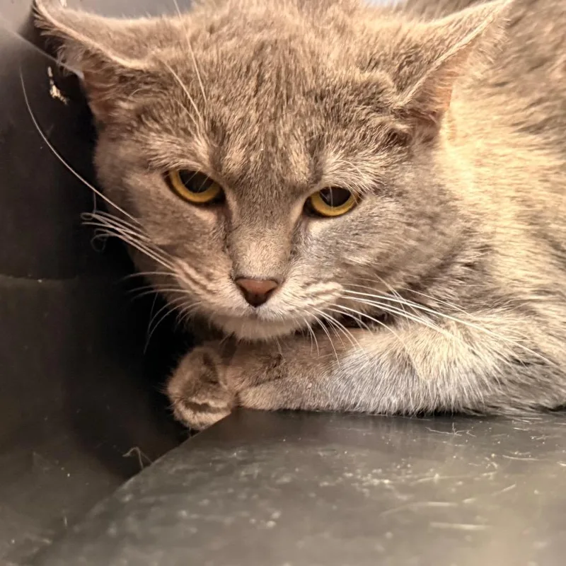 An adult small-sized female Gray / Blue / Silver Domestic Short Hair cat named Lady for adoption in Evansville, IN