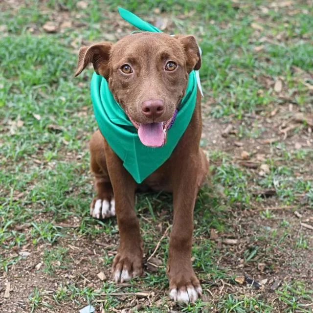 A young small-sized female American Staffordshire Terrier dog named Madonna for adoption in San Antonio, TX