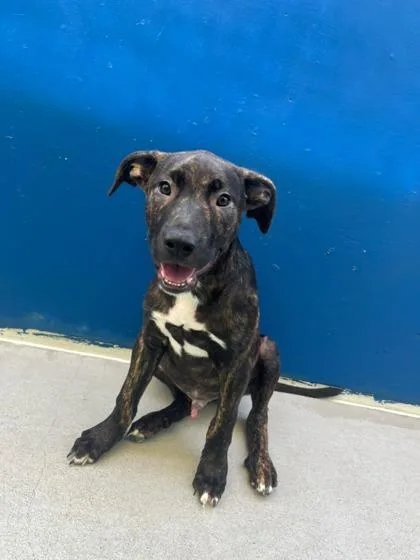 An adult large-sized male Shepherd dog named Kodak for adoption in Mansfield, TX