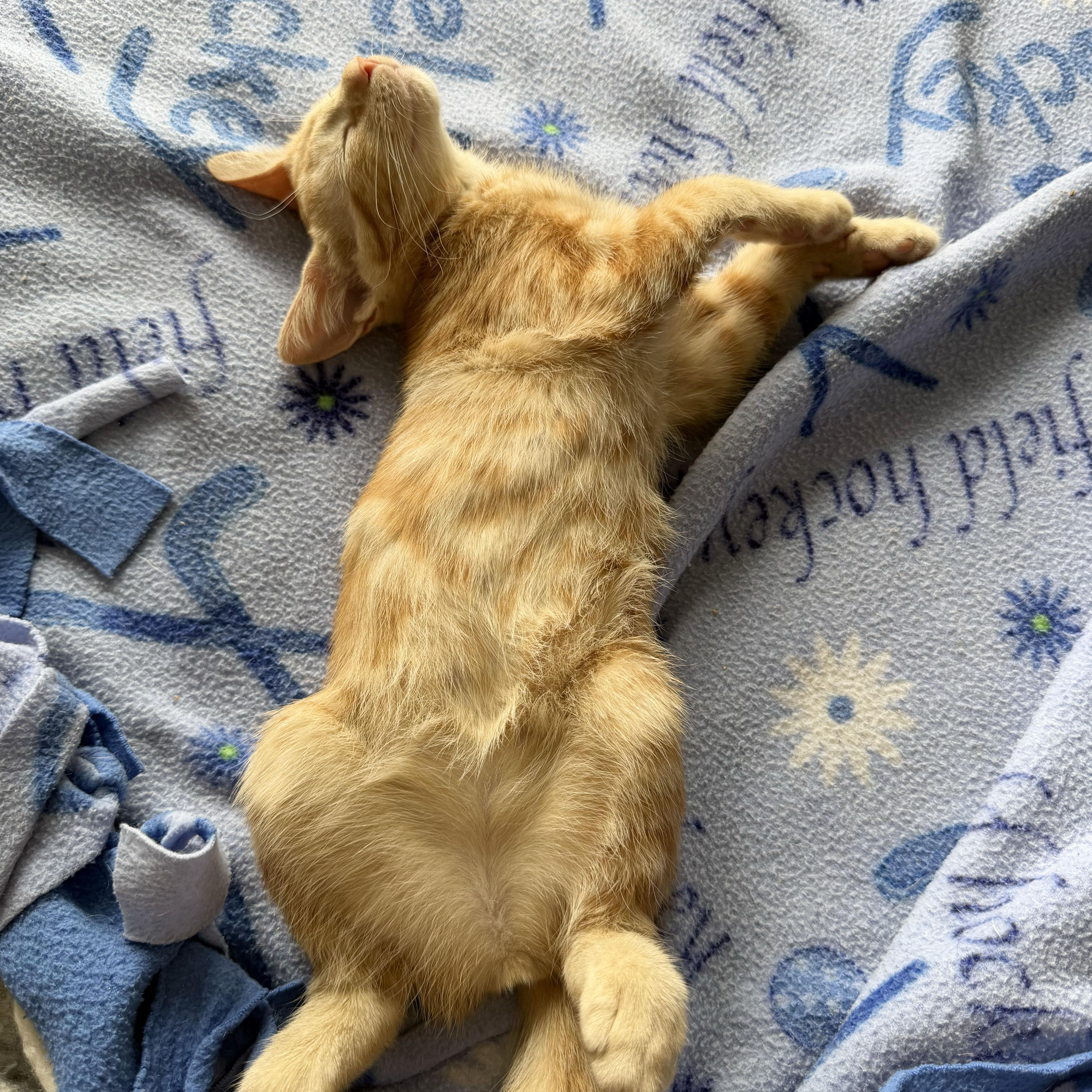 A baby medium-sized female Tabby (Orange / Red) Domestic Short Hair cat named Riesling for adoption in BROOKLYN, NY