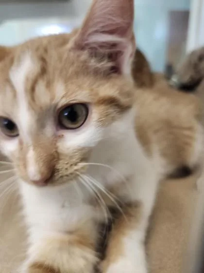 A young small-sized male Domestic Short Hair cat named Zip for adoption in Columbus, IN