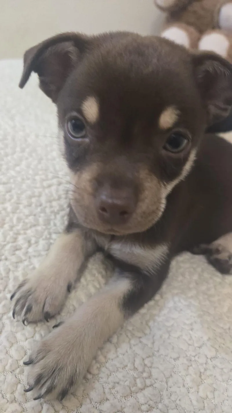 Cooper thumbnail 2