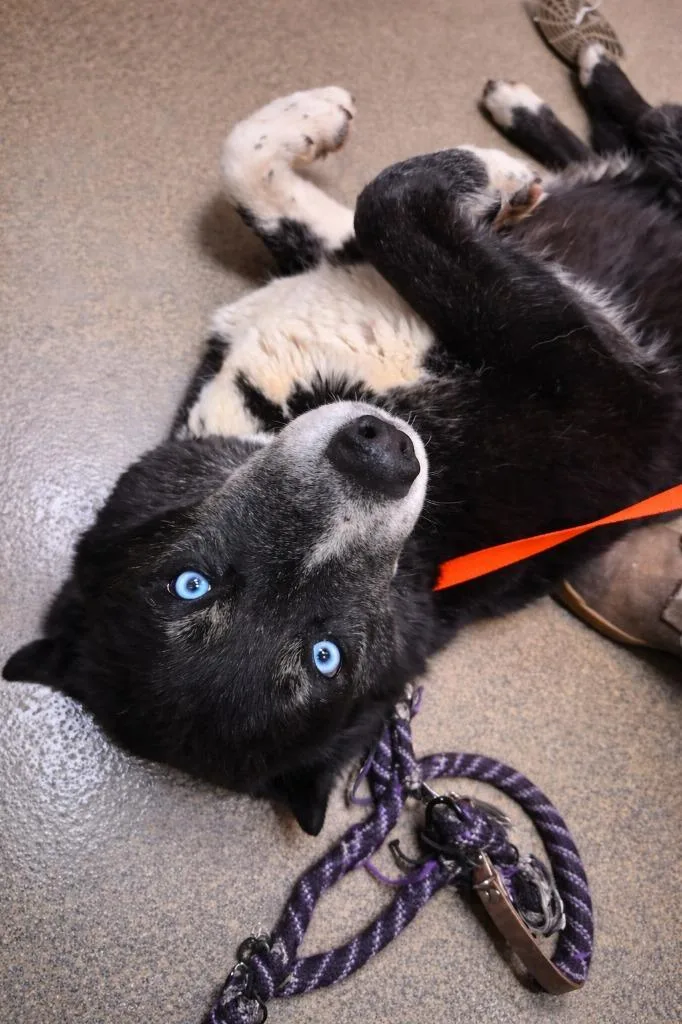 A young large-sized female Mixed Breed dog named Midnight for adoption in Rome, GA