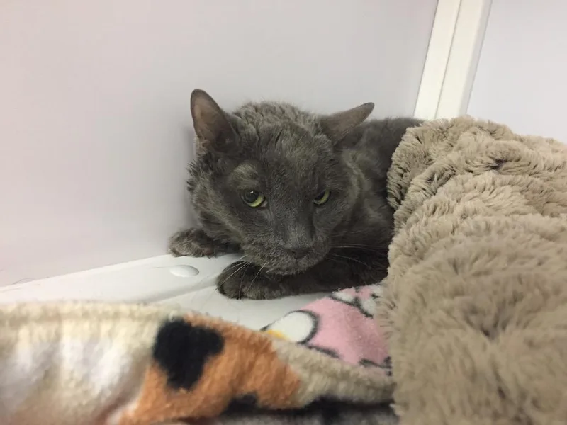 A senior medium-sized female Domestic Short Hair cat named Buddie Girl for adoption in Peoria, AZ