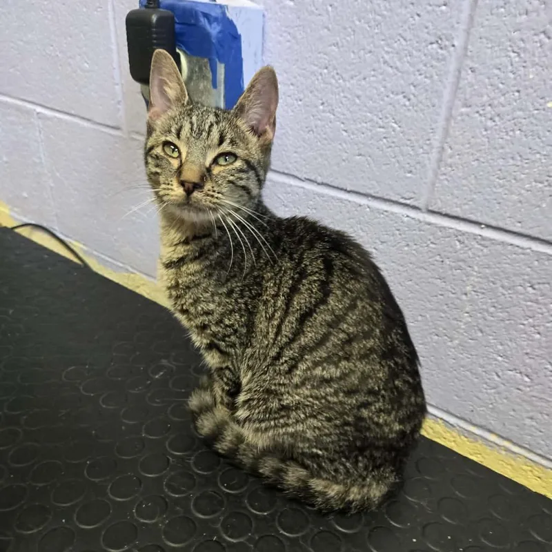 Hopscotch thumbnail 2